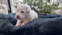 Cedar - Dark Blue Collar, a male Great Pyrenees for sale in Interlachen, FL – 3 of 4
