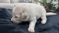 Birch - Black Collar, a male Great Pyrenees for sale in Interlachen, FL – 3 of 3