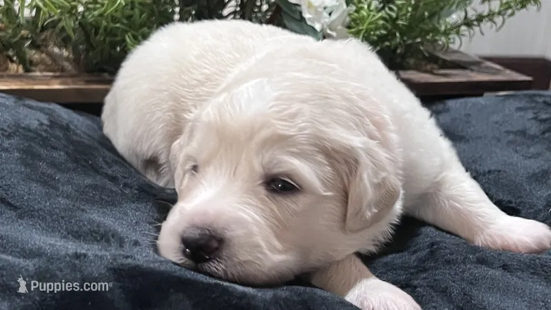 Rowan - Orange Collar – Great Pyrenees puppy for sale in Interlachen, FL