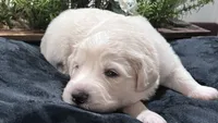 Rowan - Orange Collar, a male Great Pyrenees for sale in Interlachen, FL – 1 of 4