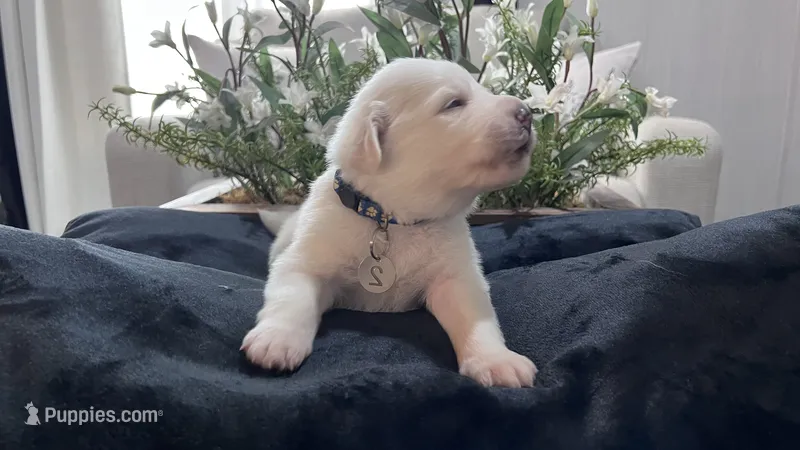 Cedar - Dark Blue Collar – Great Pyrenees puppy for sale in Interlachen, FL