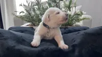 Cedar - Dark Blue Collar, a male Great Pyrenees for sale in Interlachen, FL – 1 of 4