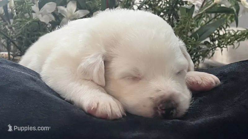 Pine – Great Pyrenees puppy for sale in Interlachen, FL