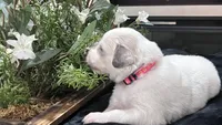 Meadow - Dark Pink, a female Great Pyrenees for sale in Interlachen, FL – 4 of 5