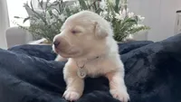 Cypress - Gary Collar, a male Great Pyrenees for sale in Interlachen, FL – 3 of 4