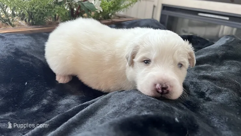Oak - Green – Great Pyrenees puppy for sale in Interlachen, FL