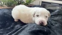 Oak - Green, a male Great Pyrenees for sale in Interlachen, FL – 1 of 4