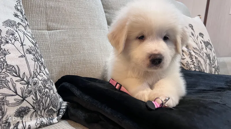 Willow - Light Pink Collar – Great Pyrenees puppy for sale in Interlachen, FL