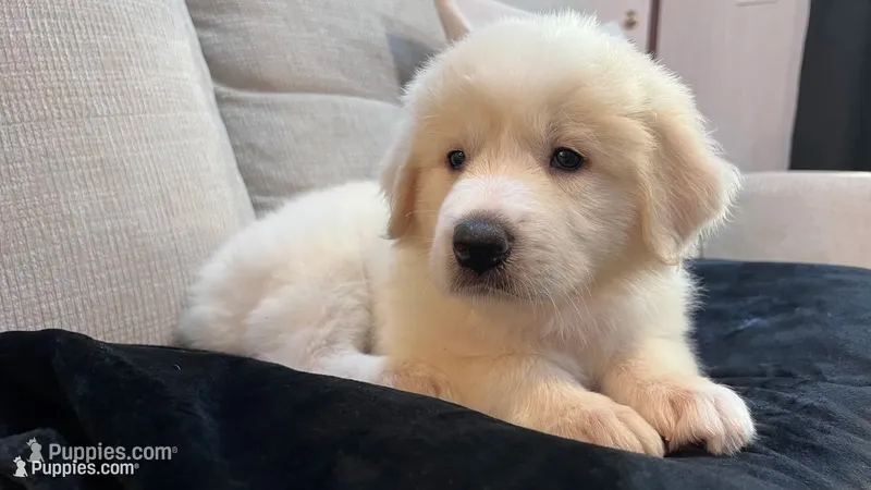 Meadow - Dark Pink Collar – Great Pyrenees puppy for sale in Interlachen, FL
