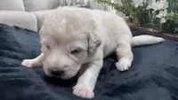 Birch - Black Collar, a male Great Pyrenees for sale in Interlachen, FL – 2 of 3
