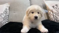 Cypress - Gray Collar, a male Great Pyrenees for sale in Interlachen, FL – 3 of 7