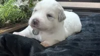 Meadow - Dark Pink, a female Great Pyrenees for sale in Interlachen, FL – 2 of 5