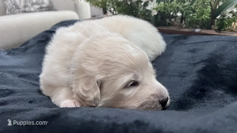 Birch - Black Collar – Great Pyrenees puppy for sale in Interlachen, FL