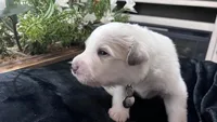 Oak - Green, a male Great Pyrenees for sale in Interlachen, FL – 2 of 4