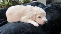 Rowan - Orange Collar, a male Great Pyrenees for sale in Interlachen, FL – 2 of 4