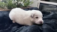 Oak - Green, a male Great Pyrenees for sale in Interlachen, FL – 3 of 4