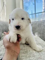 It has no name, a male Old English Sheepdog for sale in Fontana, CA – Photo 6 of 6