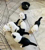 It has no name, a male Old English Sheepdog for sale in Fontana, CA – Photo 2 of 6