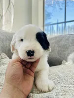 It has no name, a male Old English Sheepdog for sale in Fontana, CA – Photo 4 of 6