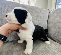 It has no name, a male Old English Sheepdog for sale in Fontana, CA – Photo 3 of 6