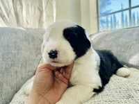 It has no name, a male Old English Sheepdog for sale in Fontana, CA – Photo 5 of 6