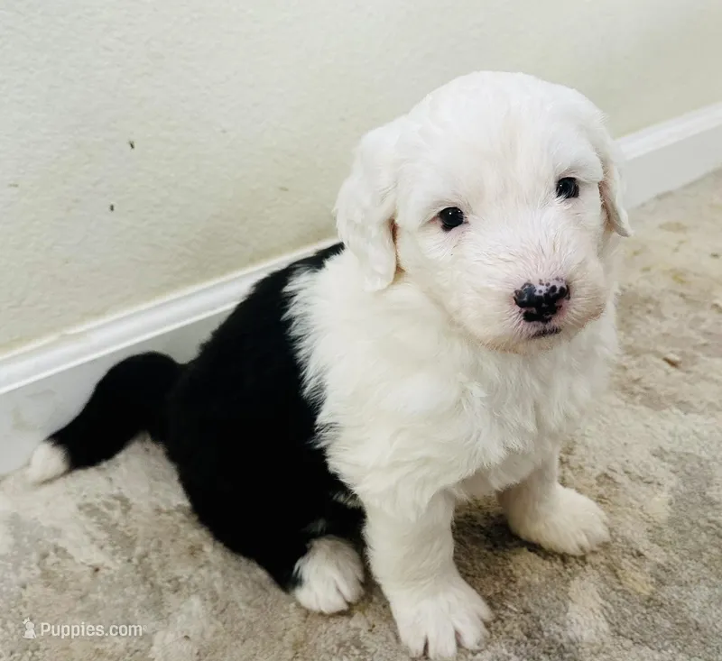 It has no name – Old English Sheepdog puppy for sale in Fontana, CA