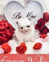 Male#1, a male Pomeranian for sale in Pensacola, FL – Photo 3 of 5