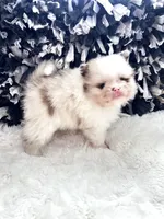 Male#1, a male Pomeranian for sale in Pensacola, FL – Photo 5 of 5