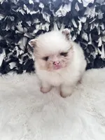 Male#1, a male Pomeranian for sale in Pensacola, FL – Photo 2 of 5