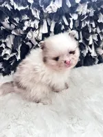 Male#1, a male Pomeranian for sale in Pensacola, FL – Photo 4 of 5