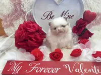 Male#1, a male Pomeranian for sale in Pensacola, FL – Photo 1 of 5