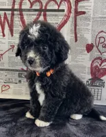 Trace , a male Miniature Aussiedoodle for sale in Bloomfield, MO – 2 of 9