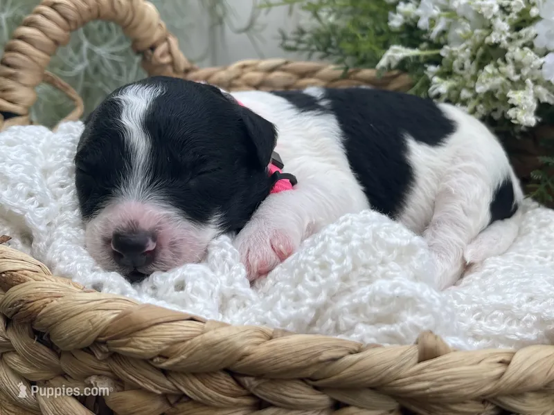 Tulsa – Miniature Aussiedoodle puppy for sale in Bloomfield, MO