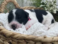 Tulsa, a female Miniature Aussiedoodle for sale in Bloomfield, MO – 1 of 6