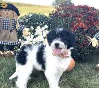 Tulsa (videos) , a female Miniature Aussiedoodle for sale in Bloomfield, MO – 5 of 10
