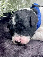 Jet, a male Miniature Aussiedoodle for sale in Bloomfield, MO – 5 of 6