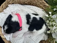 Tulsa, a female Miniature Aussiedoodle for sale in Bloomfield, MO – 6 of 6