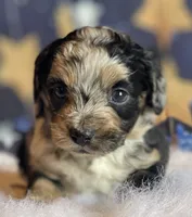 Tessa, a female Miniature Aussiedoodle for sale in Bloomfield, MO – Photo 2 of 5