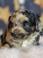 Tessa, a female Miniature Aussiedoodle for sale in Bloomfield, MO – Photo 5 of 5