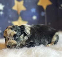 Tessa, a female Miniature Aussiedoodle for sale in Bloomfield, MO – Photo 4 of 5