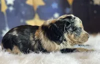 Tessa, a female Miniature Aussiedoodle for sale in Bloomfield, MO – Photo 3 of 5