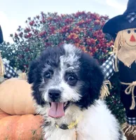 Ansley Video, a female Miniature Aussiedoodle for sale in Bloomfield, MO – 3 of 10