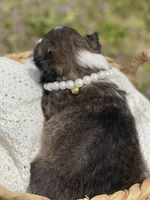 Dolly , a female Shetland Sheepdog for sale in Bloomfield, MO – Photo 4 of 6