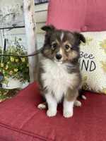 Dolly (Video), a female Shetland Sheepdog for sale in Bloomfield, MO – Photo 2 of 10