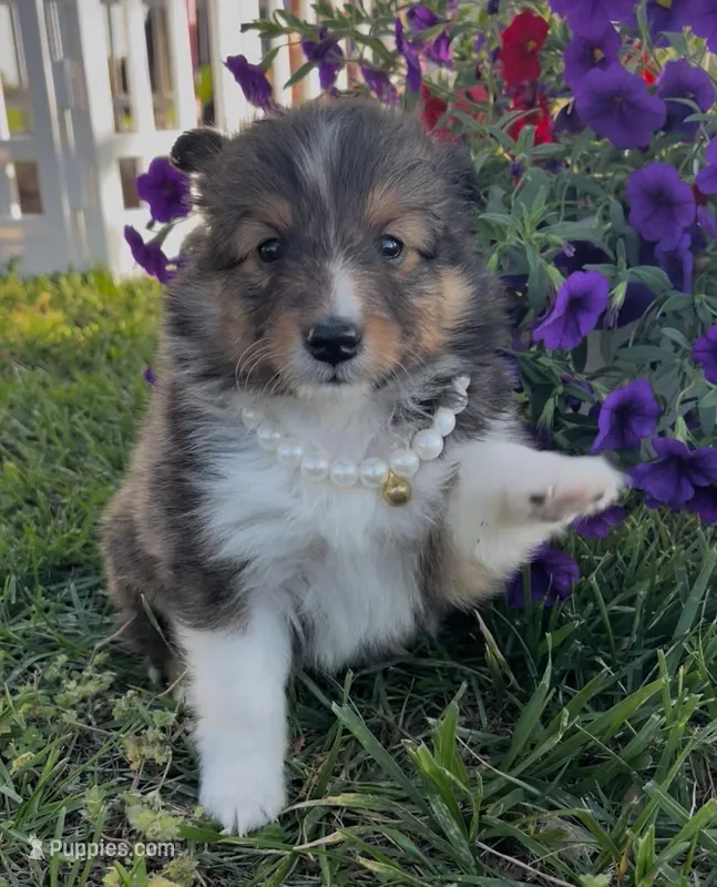 Dolly  – Shetland Sheepdog puppy for sale in Bloomfield, MO