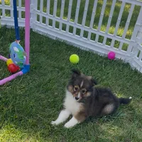 Dolly (Video), a female Shetland Sheepdog for sale in Bloomfield, MO – Photo 4 of 10