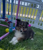 Dolly (Video), a female Shetland Sheepdog for sale in Bloomfield, MO – Photo 3 of 10