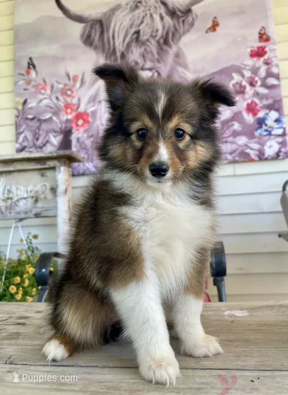 Dolly (Video) – Shetland Sheepdog puppy for sale in Bloomfield, MO