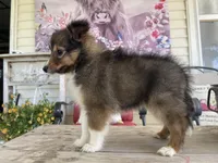 Dolly (Video), a female Shetland Sheepdog for sale in Bloomfield, MO – Photo 5 of 10