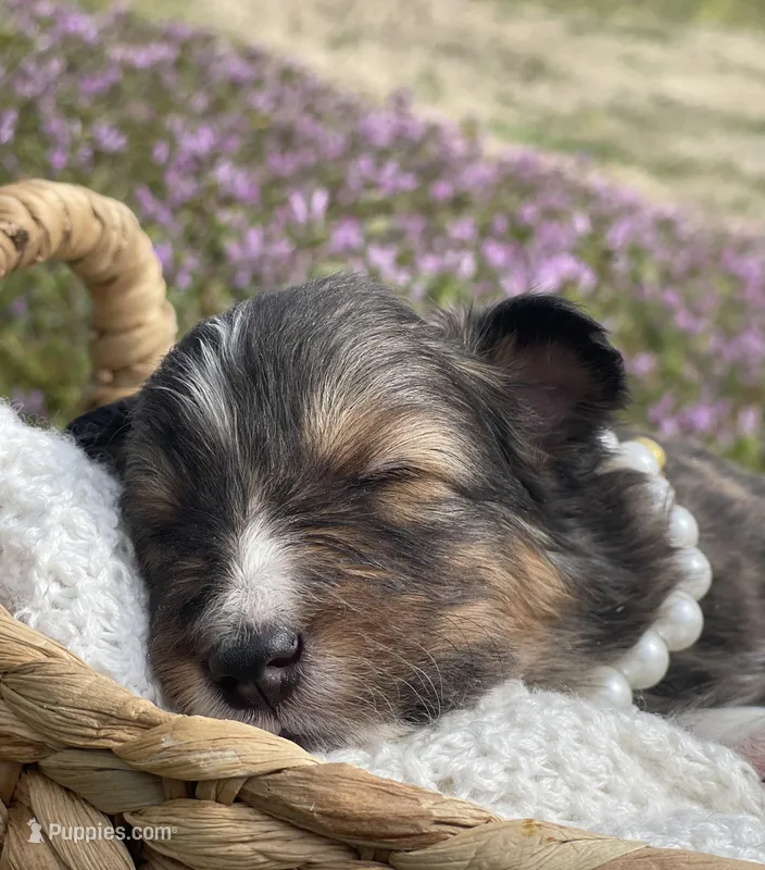 Dolly  – Shetland Sheepdog puppy for sale in Bloomfield, MO